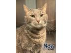 Adopt Noa a Domestic Shorthair / Mixed cat in Oak Ridge, TN (41546486)