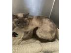 Adopt Willow a Domestic Shorthair / Mixed cat in Knoxville, TN (41546485)