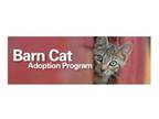 Adopt Golden a Domestic Shorthair / Mixed cat in Burlington, KY (41546480)