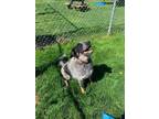 Adopt Link a Australian Shepherd / Mixed dog in Orangeville, ON (41546473)