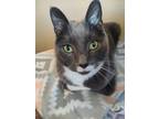 Adopt Toby a Gray or Blue (Mostly) American Shorthair / Mixed (short coat) cat