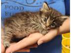 Adopt Hazel a Tortoiseshell Tabby (long coat) cat in Parsons, KS (41546470)