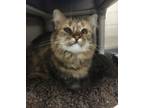 Adopt Eleanor (toph) a Domestic Mediumhair / Mixed cat in Sudbury, ON (41498514)