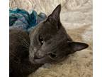 Adopt Misty (Courtesy Post) a Gray or Blue Domestic Shorthair / Mixed (short