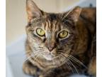 Adopt Petunia Dursley a Domestic Shorthair / Mixed cat in Birdsboro