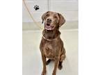 Adopt 43314 - Hazel a Labrador Retriever / Mixed dog in Ellicott City
