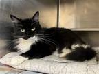 Adopt Molly a Black & White or Tuxedo Domestic Mediumhair / Mixed cat in Aurora