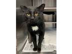 Adopt Peter a Black (Mostly) Domestic Shorthair / Mixed (short coat) cat in