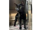 Adopt Tesla a Black (Mostly) Domestic Shorthair / Mixed (short coat) cat in