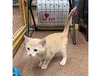 Adopt Yarrow a Cream or Ivory (Mostly) Domestic Shorthair / Mixed (short coat)