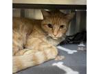 Adopt Haven a Orange or Red Domestic Shorthair / Mixed (short coat) cat in