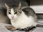 Adopt Legacy a Domestic Shorthair / Mixed (short coat) cat in Aurora