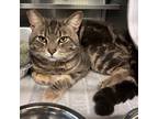Adopt Spyder a Domestic Shorthair / Mixed (short coat) cat in Aurora