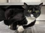 Adopt Morgan a Domestic Shorthair / Mixed (short coat) cat in Aurora