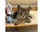 Adopt Dixie a Domestic Shorthair / Mixed (short coat) cat in Aurora