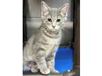 Adopt Ariel a Domestic Shorthair / Mixed (short coat) cat in Aurora