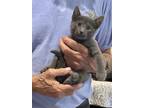 Adopt Shirley a Gray or Blue Russian Blue / Mixed (short coat) cat in Vacaville