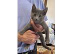 Adopt Laverne a Gray or Blue Russian Blue / Mixed (short coat) cat in Vacaville