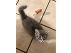 Adopt Maximus AK a Gray, Blue or Silver Tabby Maine Coon / Mixed (long coat) cat