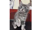 Adopt Shilo a Domestic Mediumhair / Mixed cat in Edmonton, AB (41546499)