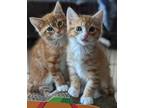 Adopt Solaris a Orange or Red Tabby Tabby (short coat) cat in Columbus