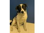 Adopt Bo a Mixed Breed (Large) / Mixed dog in Cornwall, ON (41546431)