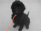 Adopt DULCE a Black Poodle (Standard) / Labrador Retriever / Mixed dog in