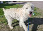Adopt Betty White a Labradoodle / Mixed dog in Pembroke, ON (41539893)