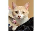 Adopt Gillian a Orange or Red Tabby Tabby (short coat) cat in Columbus