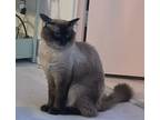 Adopt Astro a Tan or Fawn (Mostly) Ragdoll (medium coat) cat in Toronto
