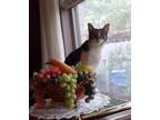 Adopt Gina a Gray, Blue or Silver Tabby Tabby / Mixed (medium coat) cat in New