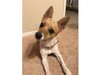 Adopt Roland a Brown/Chocolate - with White Jack Russell Terrier / Mutt / Mixed
