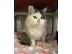 Adopt Amelia a Domestic Mediumhair / Mixed cat in Oakland, NJ (41546461)