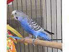 Adopt Blade a Parakeet - Other bird in Elizabeth, CO (41546414)