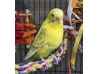 Adopt Kiwi a Parakeet - Other bird in Elizabeth, CO (41546413)