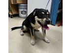 Adopt Gucci a German Shepherd Dog / Mixed dog in Covington, GA (41546412)