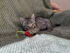 Adopt 18793 a Domestic Shorthair / Mixed cat in Covington, GA (41544757)