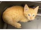 Adopt 18857 a Domestic Shorthair / Mixed cat in Covington, GA (41546411)