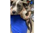 Adopt 18932 a Pit Bull Terrier / Mixed dog in Covington, GA (41546408)