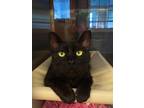 Adopt Disco a Domestic Shorthair / Mixed cat in Indiana, PA (41546407)