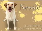 Adopt Nessie a Labrador Retriever / Mixed dog in Nicholasville, KY (41546405)