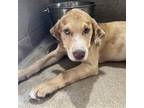 Adopt Andie GCH a Catahoula Leopard Dog / Mixed dog in Rockaway, NJ (41546400)