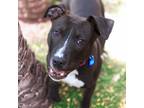 Adopt Vinny a American Pit Bull Terrier / Mixed dog in Golden, CO (41542050)