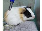 Adopt Kenan a Guinea Pig small animal in Golden, CO (41546390)