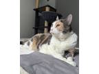 Adopt Lady a Calico or Dilute Calico Domestic Shorthair (short coat) cat in