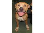 Adopt Luigi a American Staffordshire Terrier / Mixed dog in Raleigh