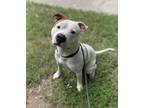 Adopt Mario a American Staffordshire Terrier / Mixed dog in Raleigh