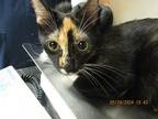 Adopt Panda a Domestic Shorthair / Mixed cat in Raleigh, NC (41546300)