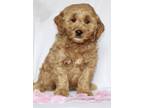 Adopt MELODY a Red/Golden/Orange/Chestnut - with White Goldendoodle / Mixed dog