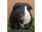 Adopt Two-Face a Black Guinea Pig (short coat) small animal in Chicago